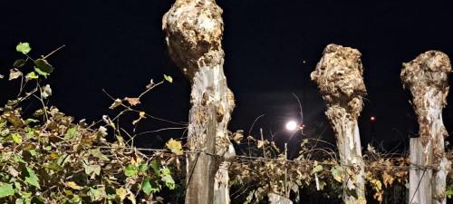 a group of wooden posts with a fence at night at Locanda Montecielo Pousada Boutique - Vale dos Vinhedos in Bento Gonçalves