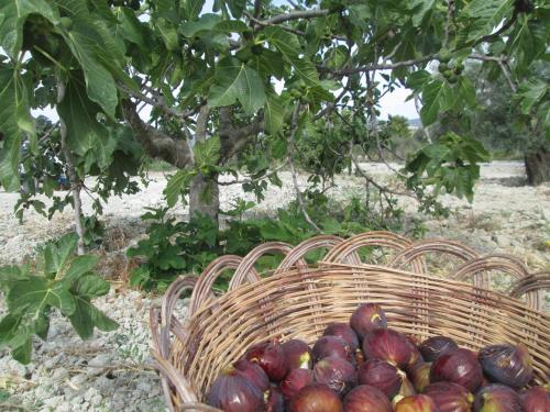 Φωτογραφία από το άλμπουμ του Agriturismo Donna Beatrice σε Bianco