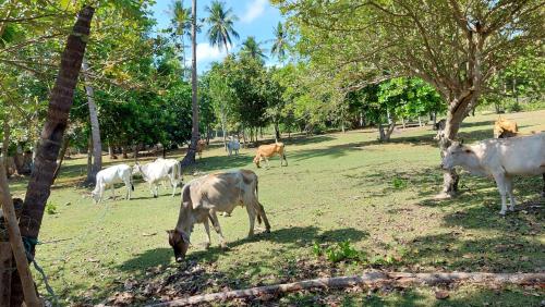 a group of cows grazing in a field with trees at La Tranquilidad Twin Beach Resort in Dipnay