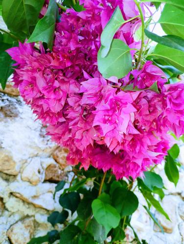 a bunch of pink flowers on a wall at Hotel y Museo Aldea Maya Toktli Orígenes - Casa Maya Melipona - Alberca, Wifi Starlink, Tour Museo in Izamal