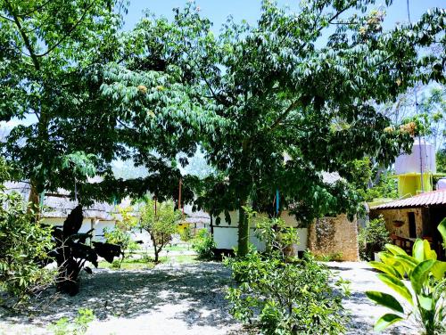 a large tree in front of a house at Hotel y Museo Aldea Maya Toktli Orígenes - Casa Maya Melipona - Alberca, Wifi Starlink, Tour Museo in Izamal