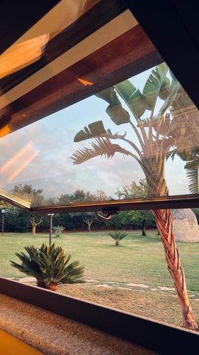 a view of a palm tree from a window at B&B Casale Pietrantica Tropea in Ciaramiti