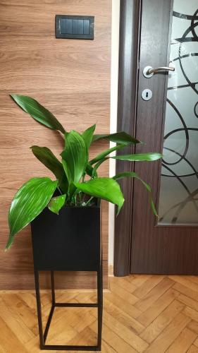 a plant sitting on a chair next to a door at Stan na Dan Apartman D Lux Jacuzzi in Kragujevac