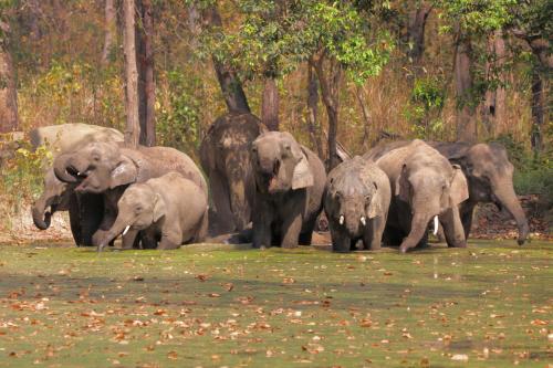 a herd of elephants standing in a field at Mr. B's Place in Bhurkīā