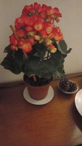 a plant in a pot on a table at Casa Centrica con garage in Mercedes
