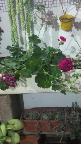 a bunch of flowers in a pot on a table at Casa Centrica con garage in Mercedes