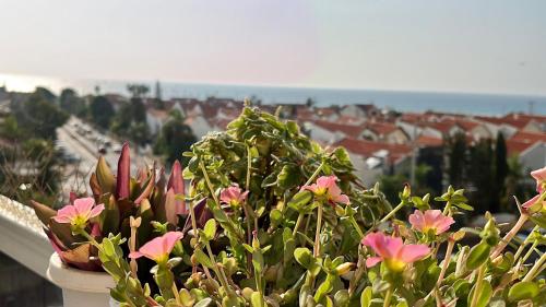 un groupe de plantes sur un balcon avec vue sur une ville dans l'établissement Beachfront Studio, fully equipped, à Netanya