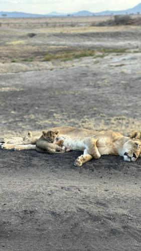 two lions laying on the ground in a field at Rafiki Tamu Residential Resort in Watamu