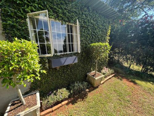 a window on the side of a wall with plants at Cachai Cottage in Hilton