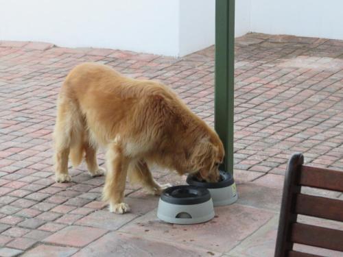 a dog eating food out of a bowl at Whistlewood Guesthouse Walmer, Port Eizabeth in Port Elizabeth