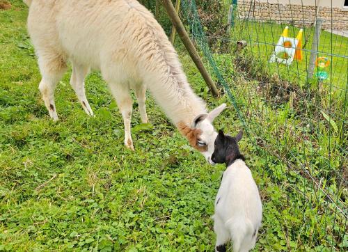 a sheep and a dog standing next to a fence at les chambres d'hôtes la Guiberdière in Castilly