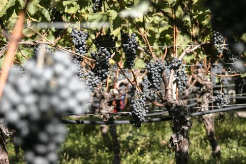 a bunch of black grapes hanging from a tree at Kaiserau-Höfl in Bolzano