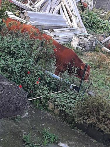 a pile of junk in the grass with flowers at Casa vicente in Santa Cruz das Flores