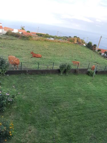 a group of brown cows laying in a field at Casa vicente in Santa Cruz das Flores