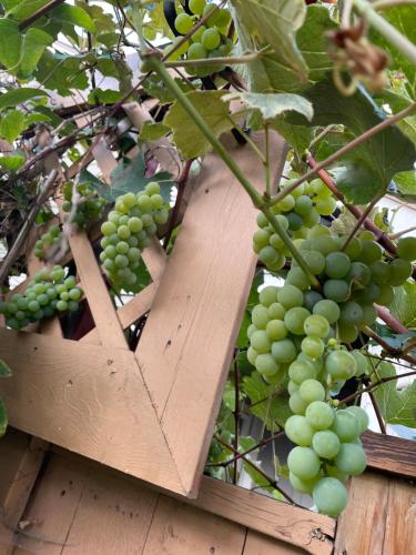 a bunch of green grapes hanging from a tree at Garden home in Victoria -Beautiful home in Victoria in Victoria