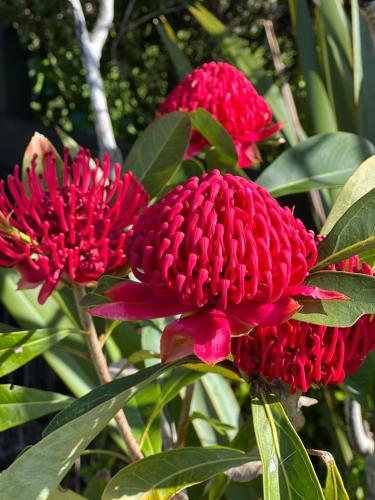 a group of red flowers with green leaves at Tutukaka Sunrise in Tutukaka
