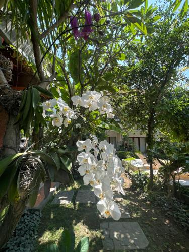 Κήπος έξω από το Diuma residence yoga meditation retreat and healing Center