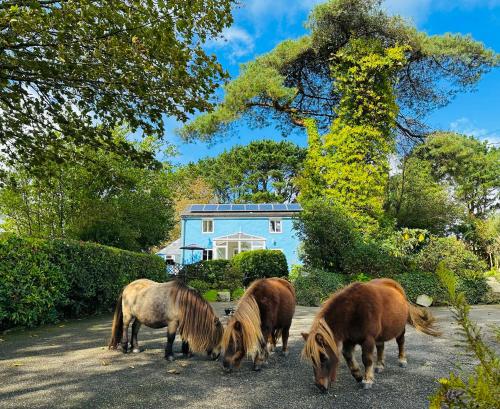 a group of horses grazing in front of a house at Bay View Cottage in St Austell