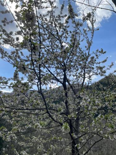 a tree with white flowers in the sky at Casa Rural para descansar piscina cerca in Osor