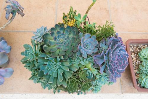 a bunch of succulent plants on a wall at XinFu Traveler Inn in Taiping