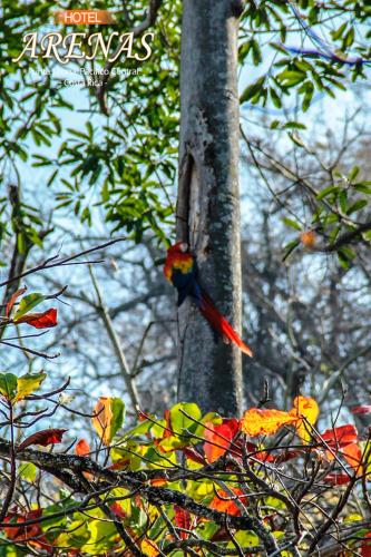 a bird perched on the branch of a tree at Hotel Arenas en Punta Leona in Jacó