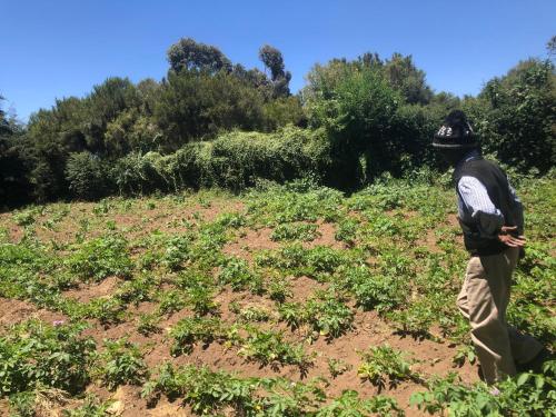 a man walking through a field of plants at Kiharas Farm stay in Nairobi