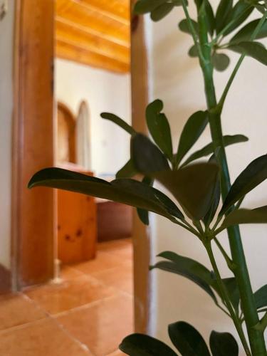 Mido 1 house – Photos 2