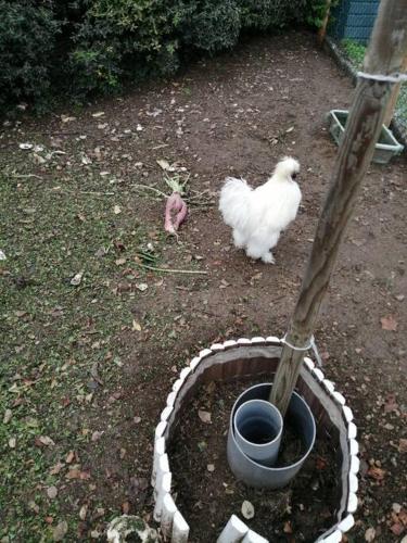 a chicken and a bird in a yard at Gîte Bin Benaise draps et serviettes compris in Pamproux