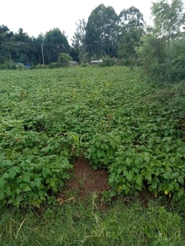 pole pełne zielonych roślin w obiekcie Bettys Home . w mieście Bungoma