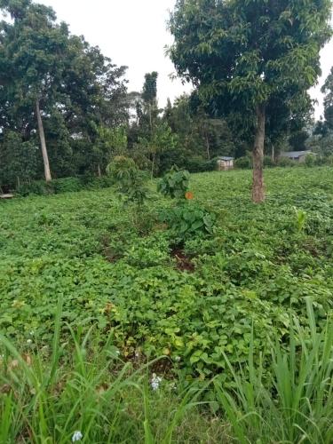 a field filled with lots of green plants at Bettys Home . in Bungoma