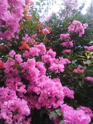 un ramo de flores rosas en un jardín en Mar de flores, en Vega de San Mateo