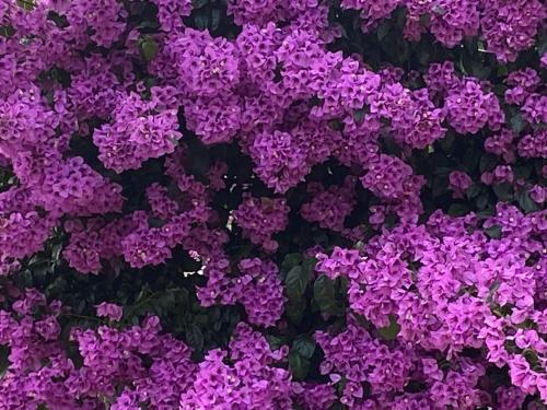 a bunch of purple flowers in a field at Quinta Inge in Paio Mendes