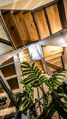 a ceiling with wooden cabinets and a plant in a room at Drì bed & breakfast in Rocca di Papa