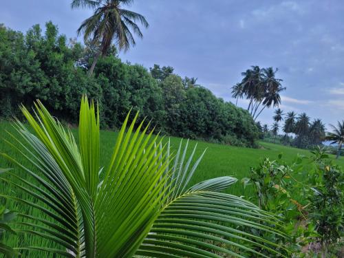 Jardin de l'établissement coconut tree guest house