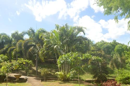a bunch of palm trees in a park at Amazon Cabanas in Tissamaharama