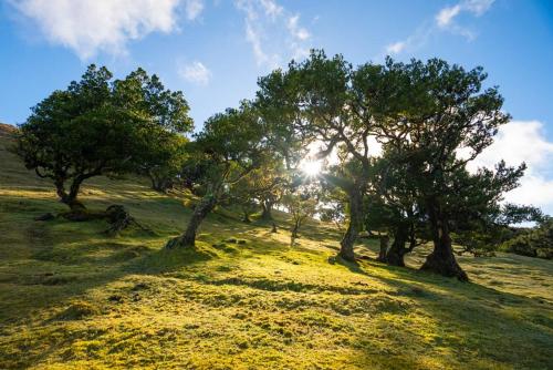 a group of trees on a grassy hill with the sun in the background at Quinta' Home in Ribeira da Janela