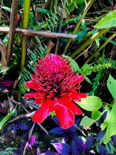 a red flower in the middle of a garden at Casitas Del Rio Riverfront Nature Lodge in Uvita
