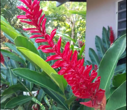a red plant with green leaves and a red flower at Casitas Del Rio Riverfront Nature Lodge in Uvita