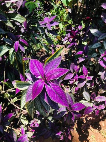 a group of purple flowers in a garden at Casitas Del Rio Riverfront Nature Lodge in Uvita