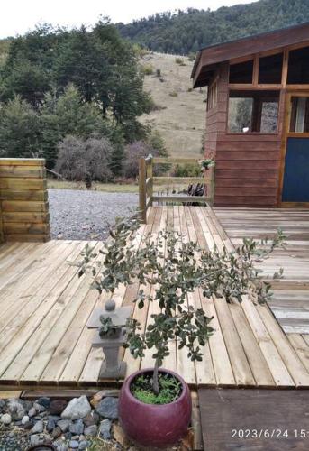 a plant in a pot on a wooden deck at Espíritus del Cañi. Tiny home y destilería in Pucón