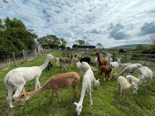 a herd of llamas and goats grazing in a field at The Alpaca Farmhouse with hot tub and alpaca experience included in Dromara