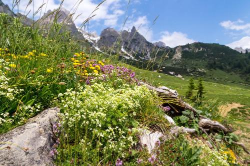 a field of flowers with mountains in the background at Das Gertraud in Filzmoos