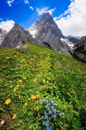a field of flowers with a mountain in the background at Das Gertraud in Filzmoos