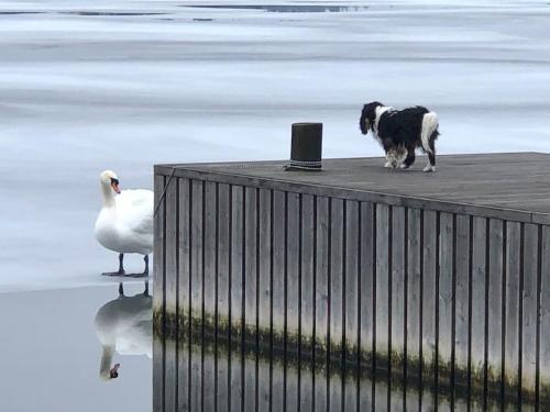 a dog standing on a dock next to a swan at Sjöstuga/gästhus i skärgården. in Åkersberga