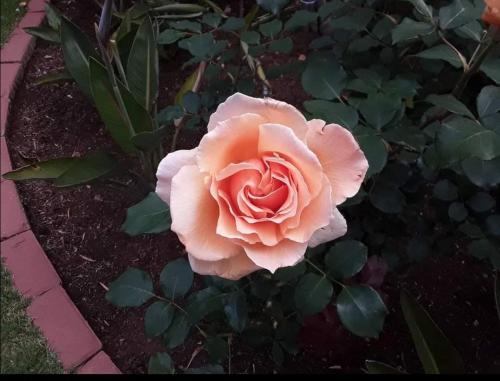 a pink rose is growing in a garden at Jewel of Jozi in Edenvale