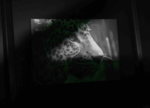 Photo de la galerie de l'établissement The Jungle Senso, à Perpignan