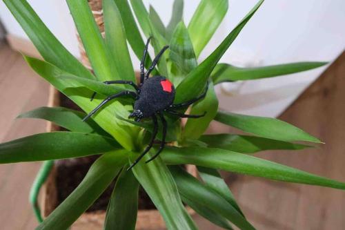 Photo de la galerie de l'établissement The Jungle Senso, à Perpignan