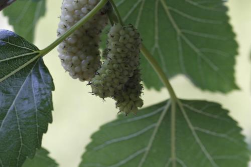 a bunch of green grapes hanging from a plant at Agriturismo Posta Pastorella in Vieste