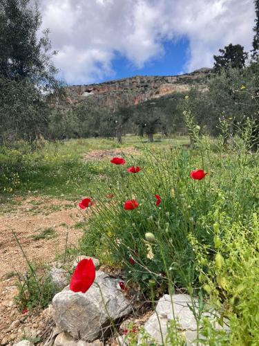 a group of red flowers in a field at O'GERA Greek resort house in the mountains in Kókla