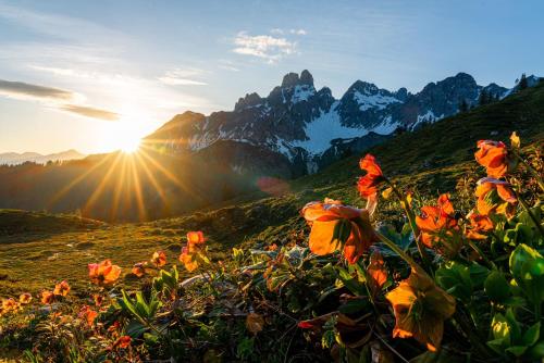 a field of flowers with mountains in the background at Gästehaus Hochkönig in Filzmoos